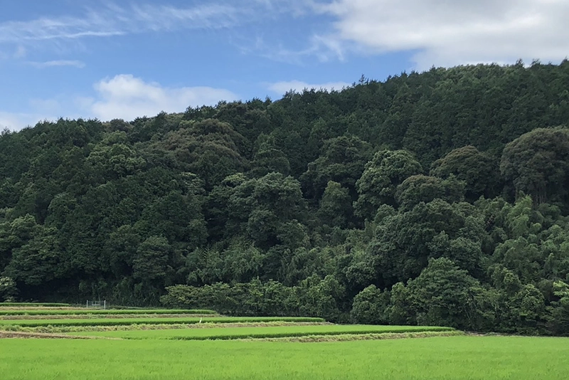 夏季休業 ideot